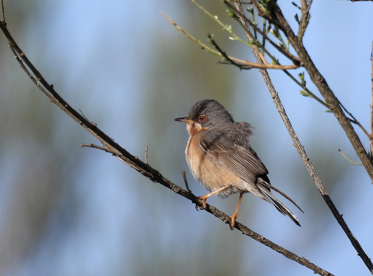 Western Subalpine Warbler - ML558033041