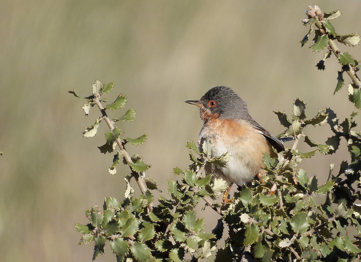 Western Subalpine Warbler - ML558033161