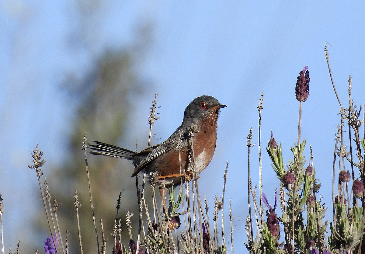 Dartford Warbler - ML558033241