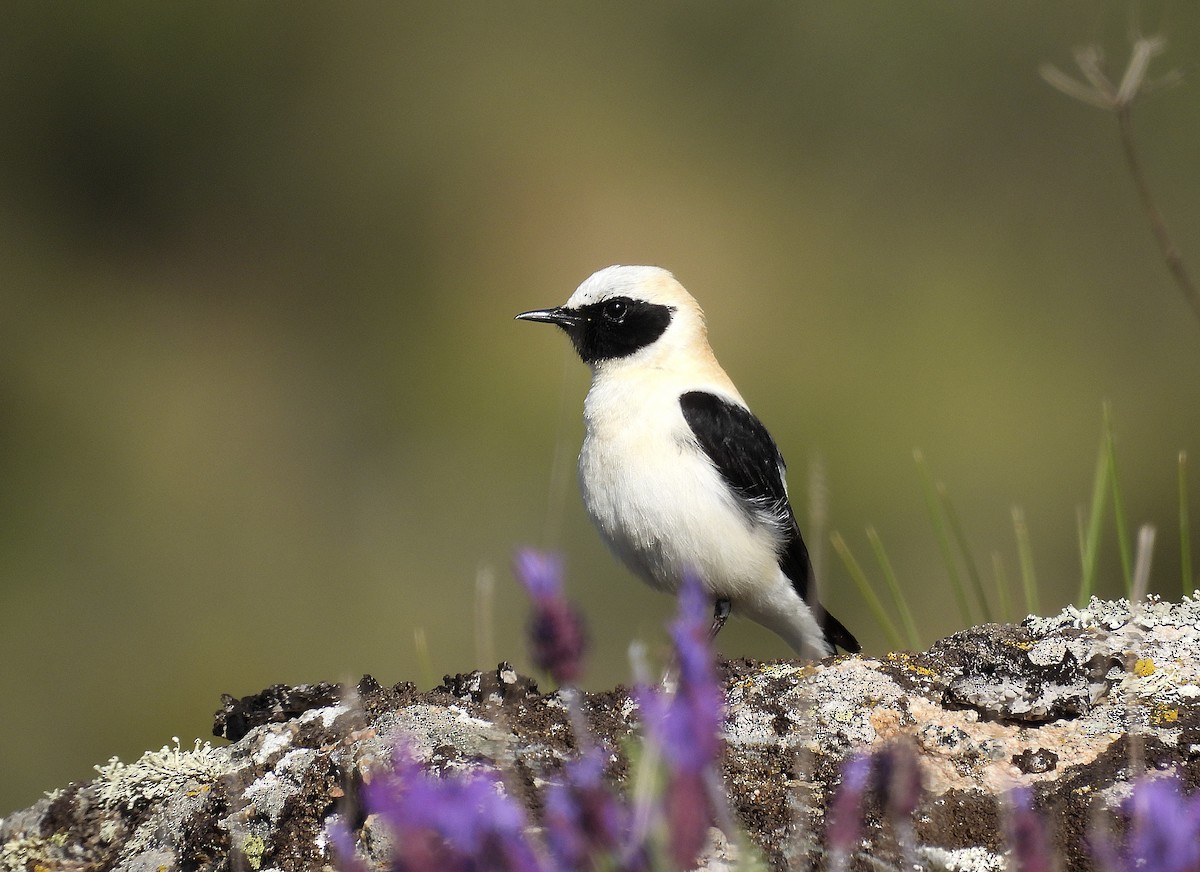Western Black-eared Wheatear - ML558033551