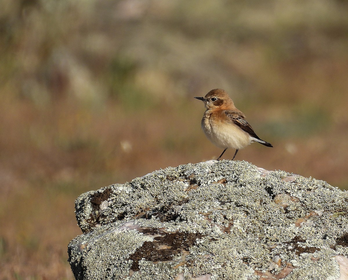 Western Black-eared Wheatear - ML558033871