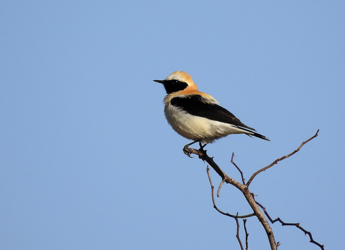 Western Black-eared Wheatear - ML558033931