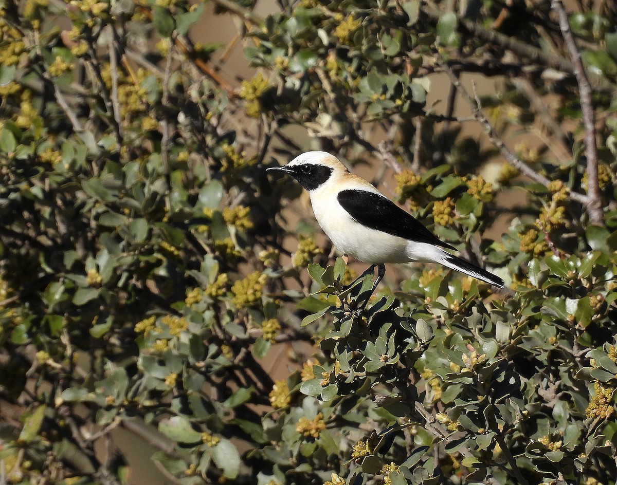 Western Black-eared Wheatear - ML558034041