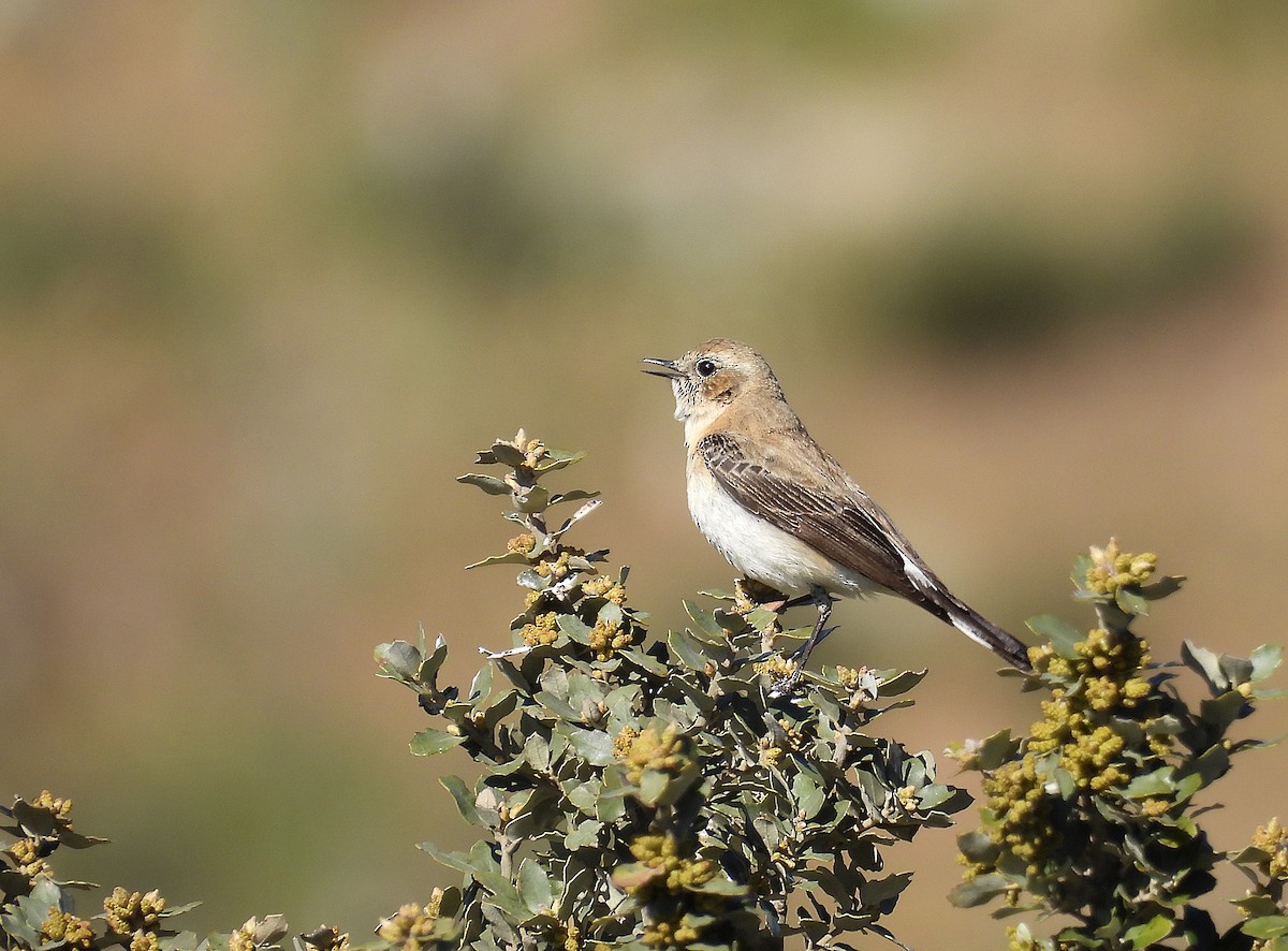 Western Black-eared Wheatear - ML558034391