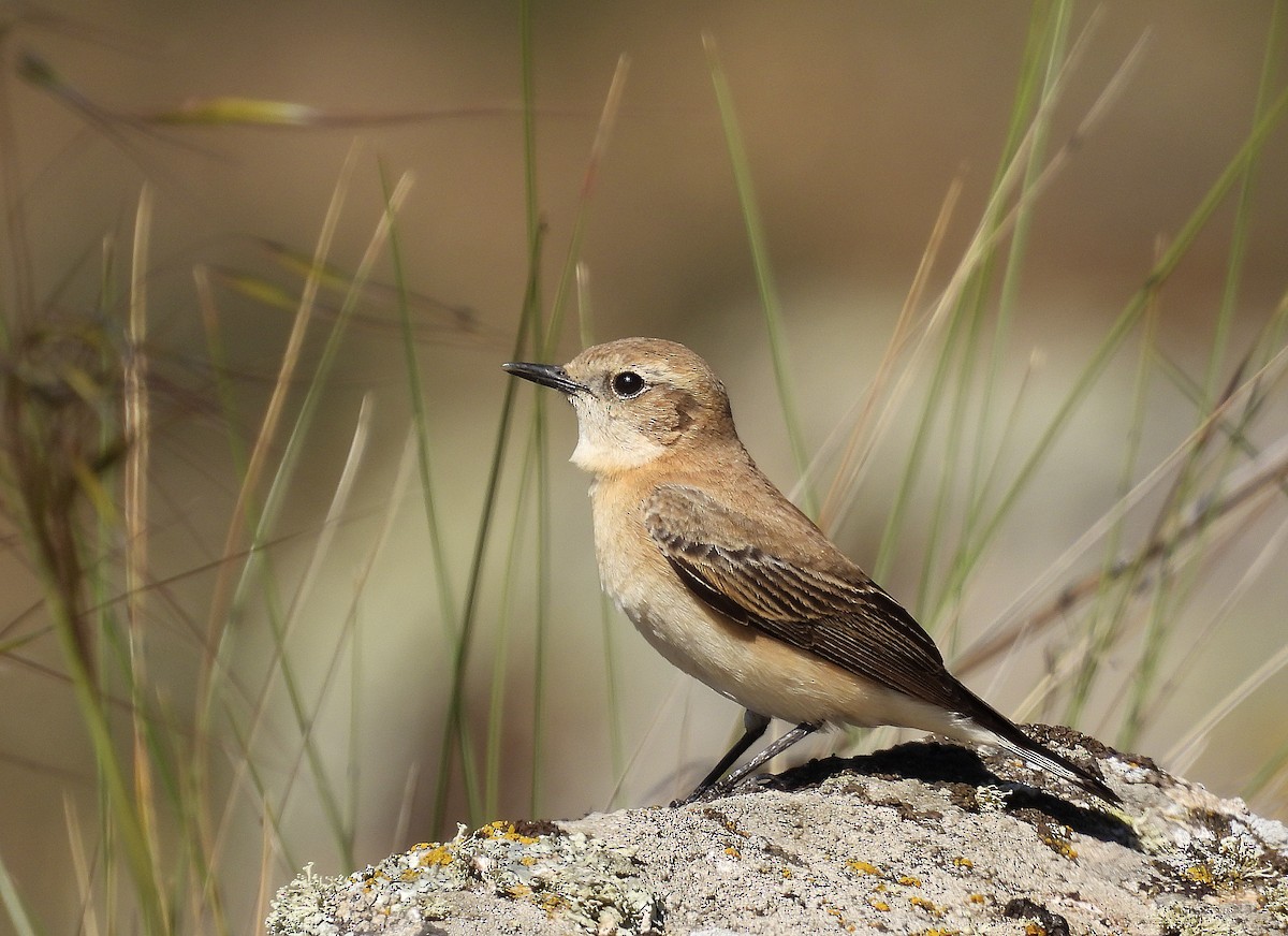 Western Black-eared Wheatear - ML558034461