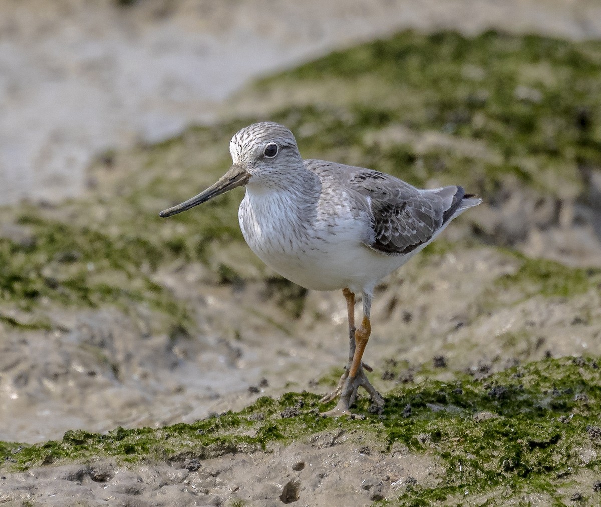 Terek Sandpiper - ML558034501