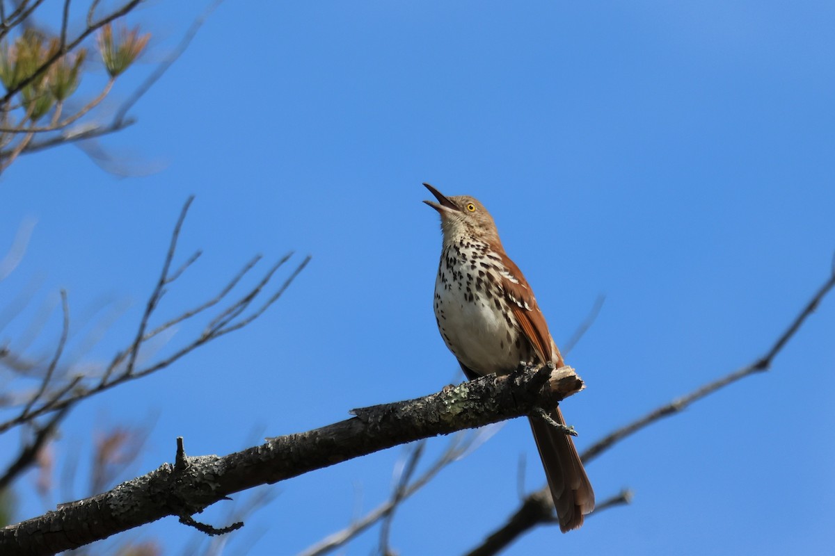 Brown Thrasher - ML558034821