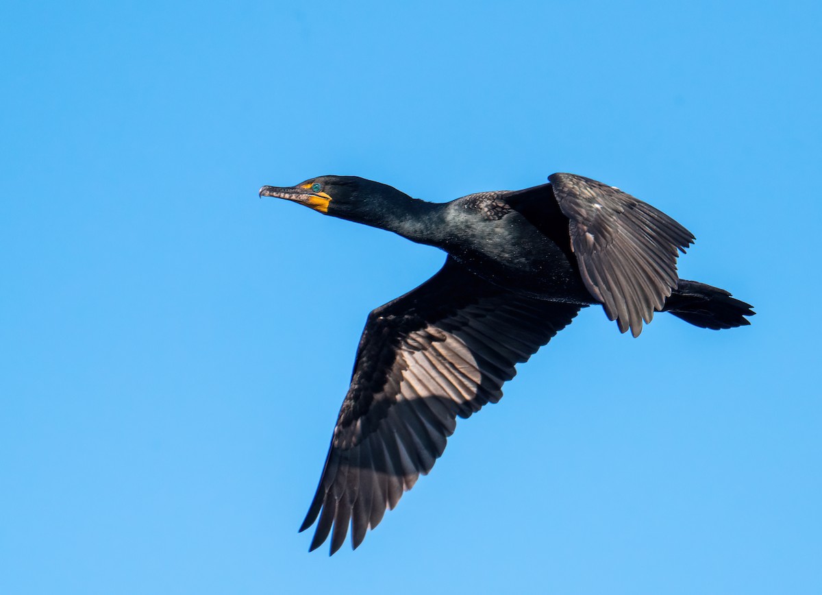 Double-crested Cormorant - ML558034941