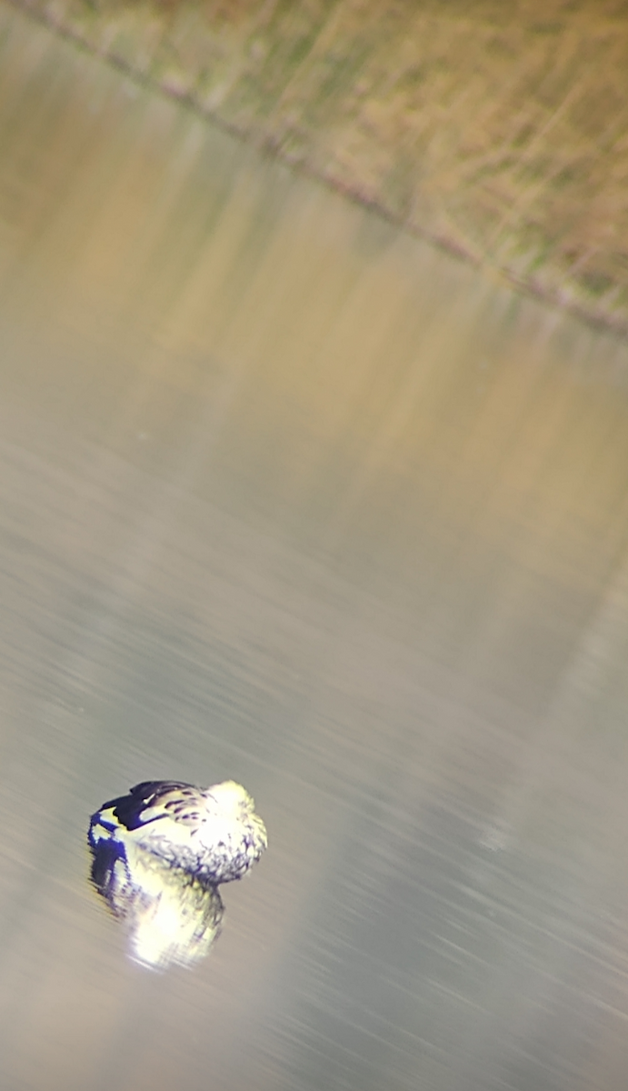 Andean Goose - ML558034961