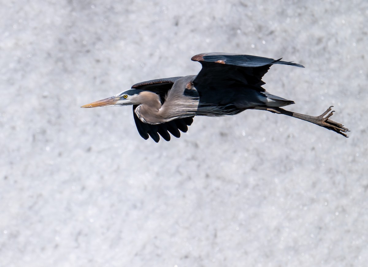 Great Blue Heron - ML558035001