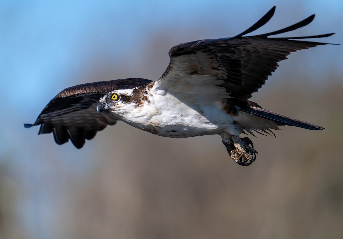 Osprey - ML558035691