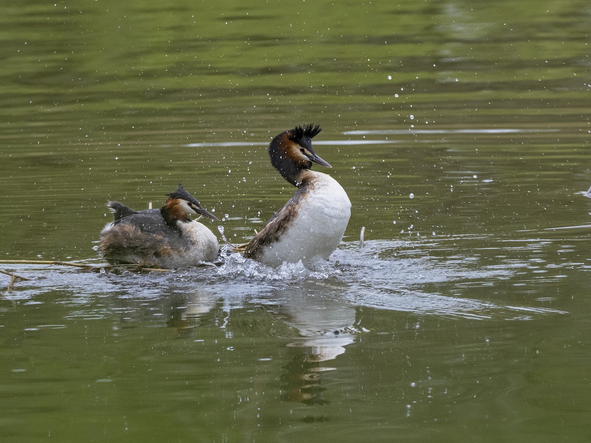 Great Crested Grebe - ML558035761