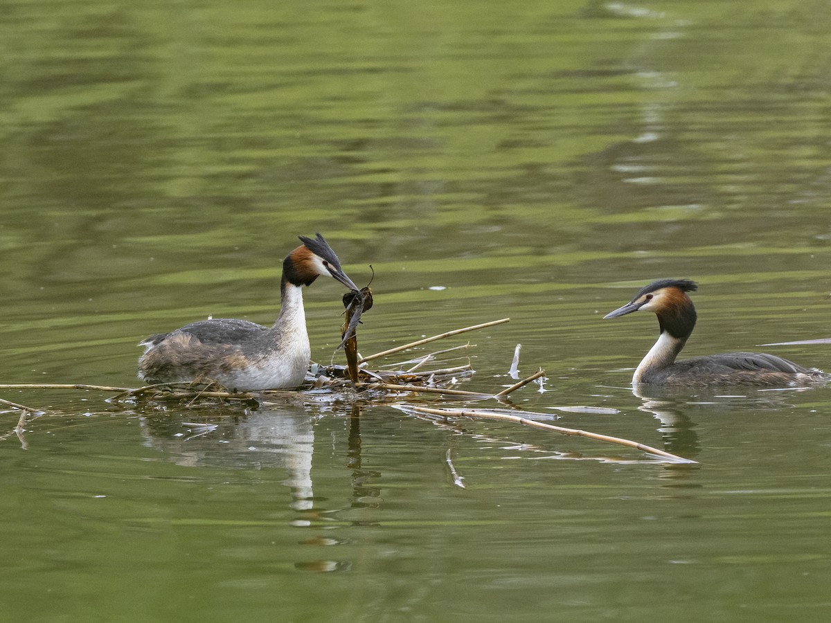 Great Crested Grebe - ML558035771