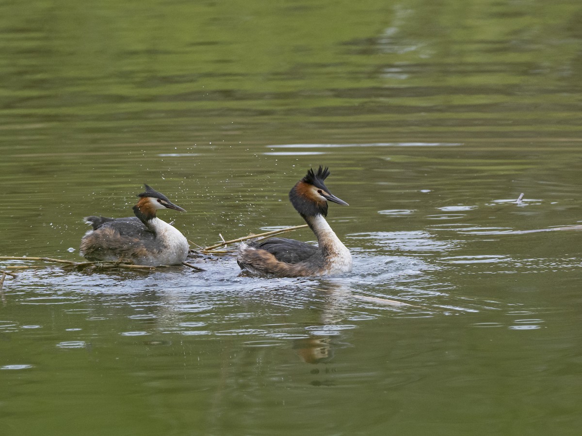 Great Crested Grebe - ML558035781