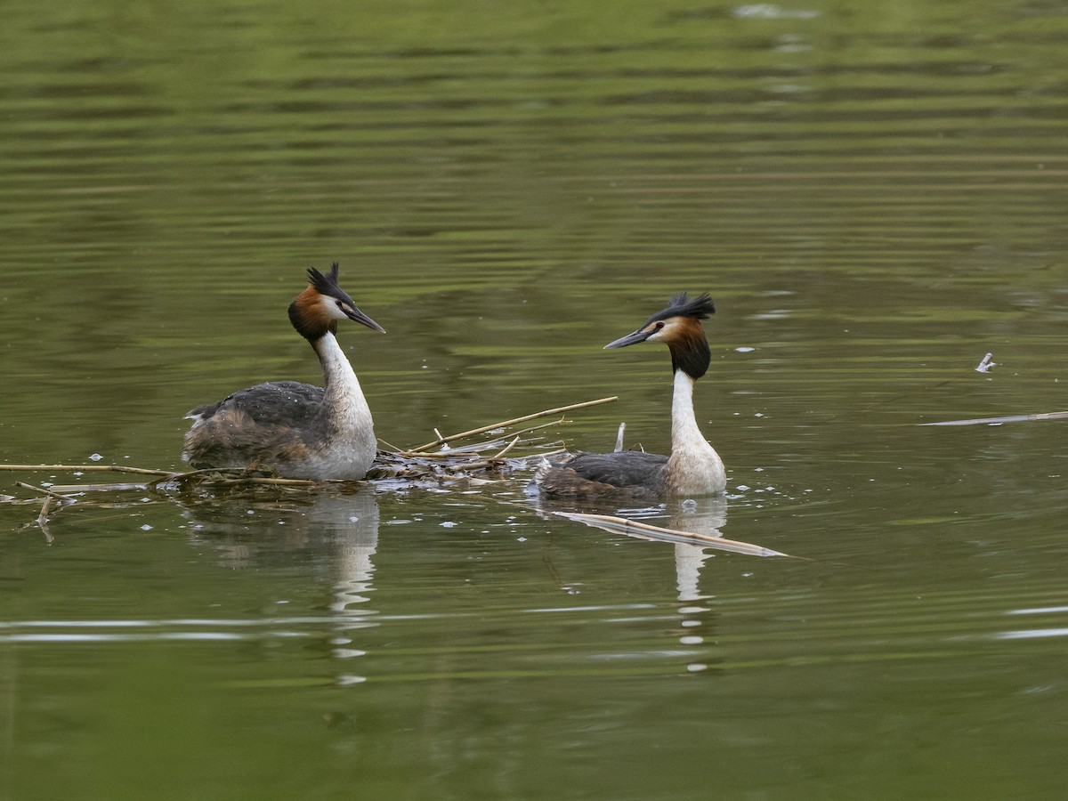 Great Crested Grebe - ML558035791