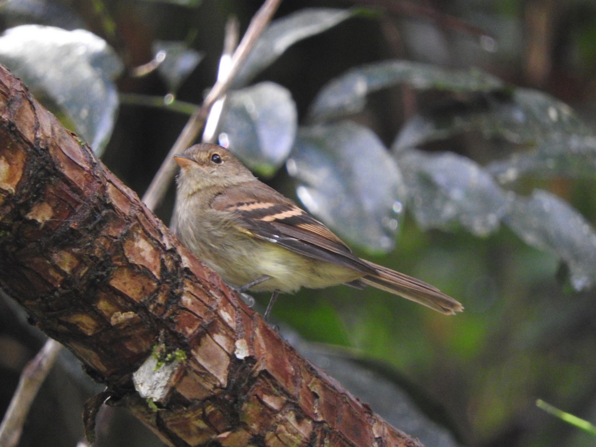 Euler's Flycatcher - ML558035911