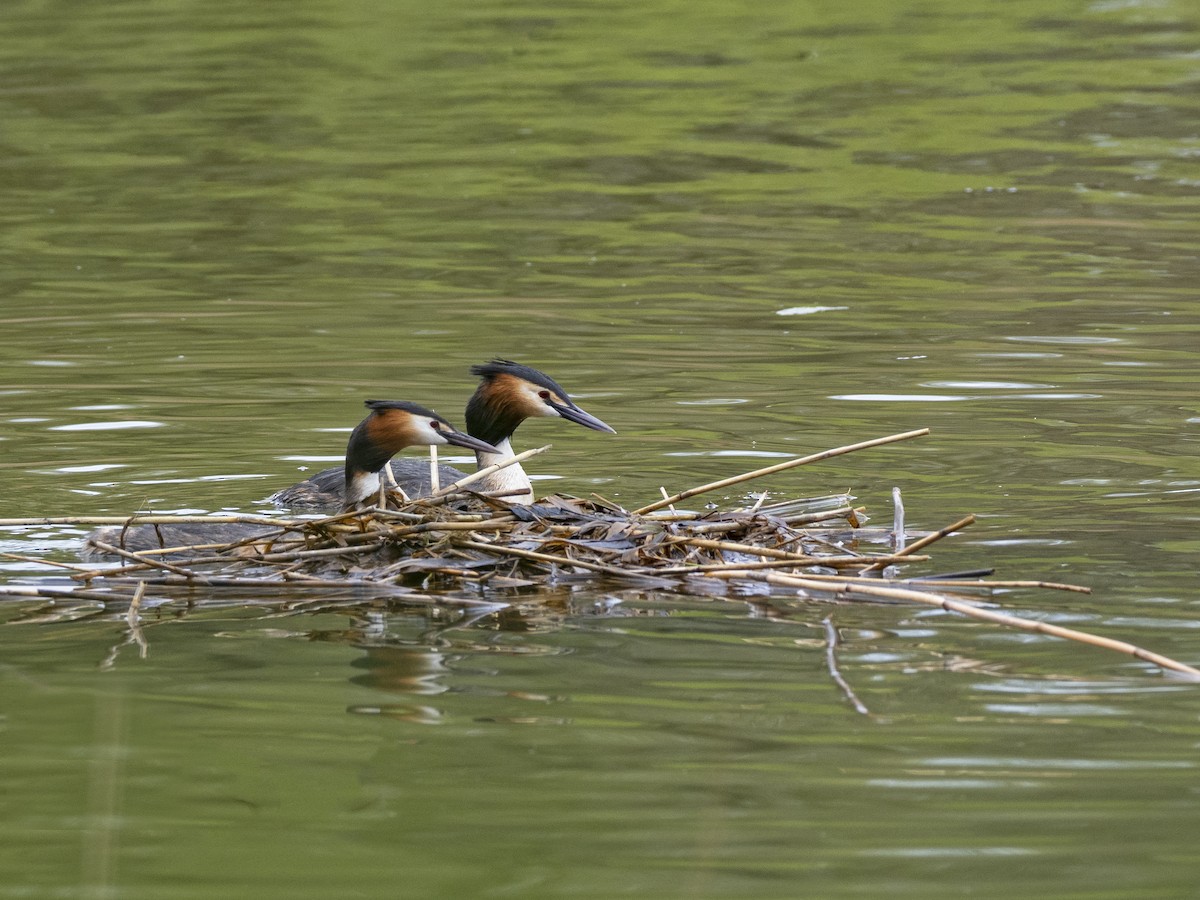 Great Crested Grebe - ML558036211