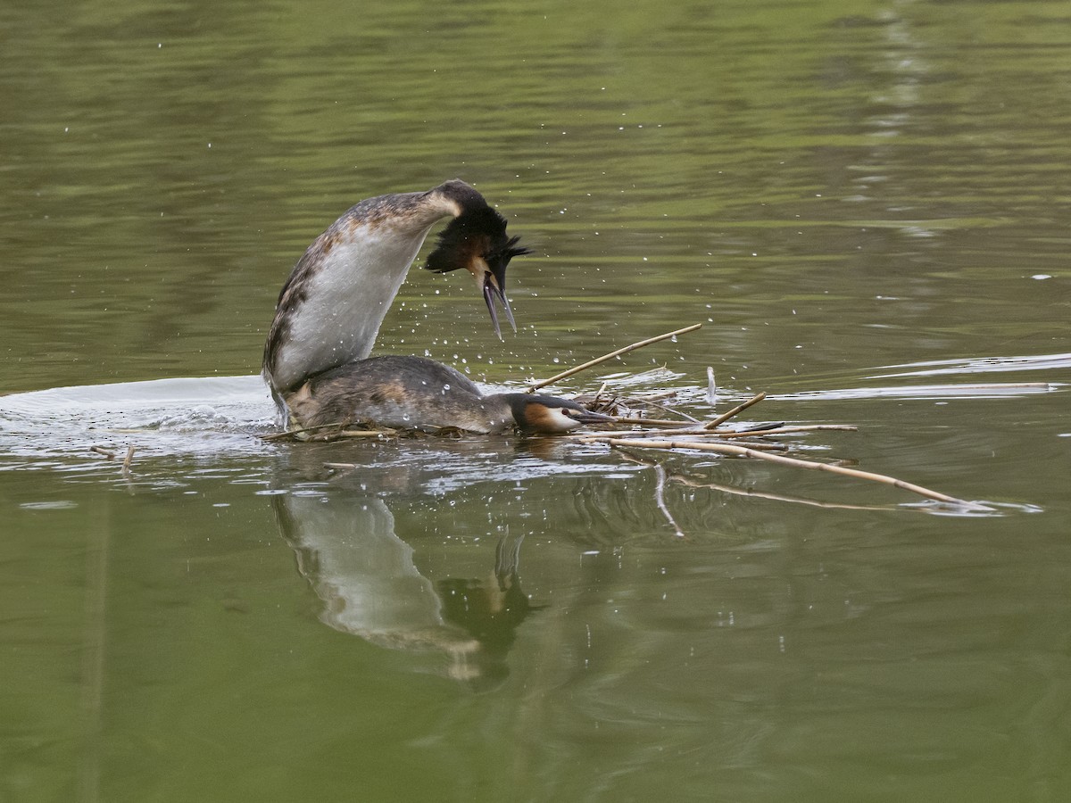 Great Crested Grebe - ML558036231