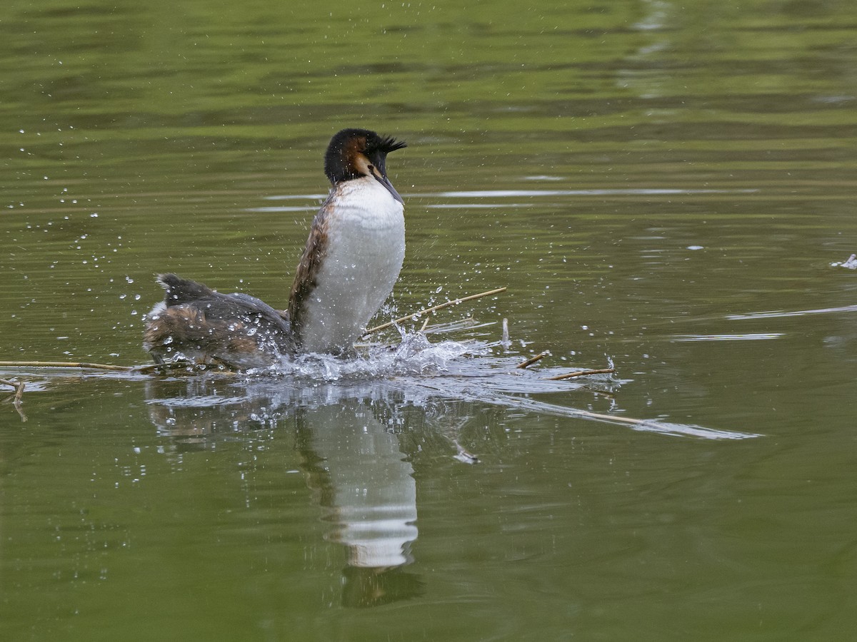 Great Crested Grebe - ML558036251