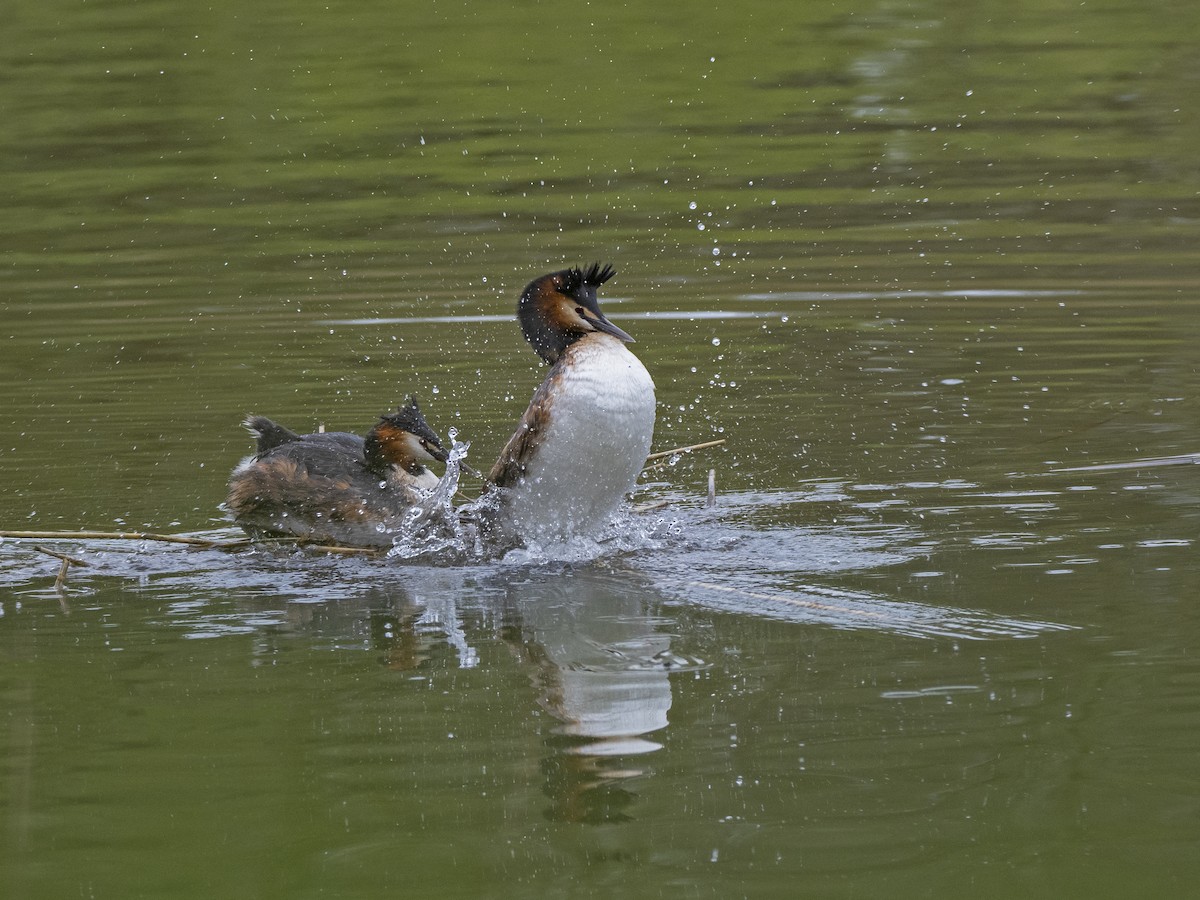 Great Crested Grebe - ML558036261