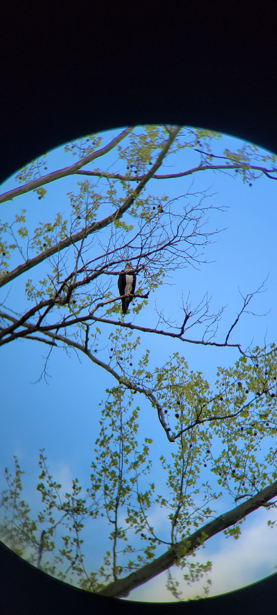 Águila Pescadora - ML558036691