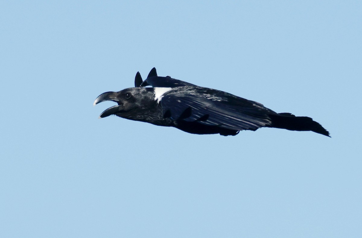 White-necked Raven - ML558037051