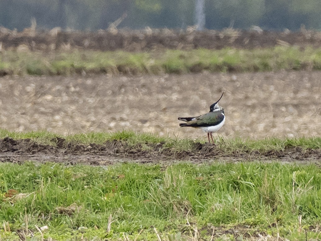 Northern Lapwing - ML558037221