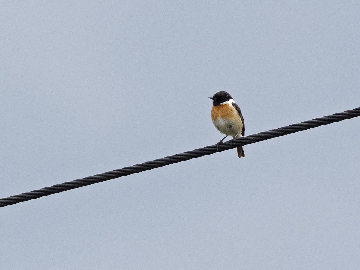 European Stonechat - ML558037301