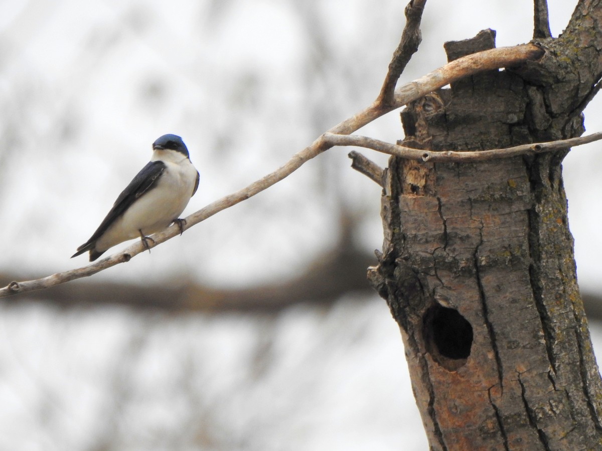 Tree Swallow - Vinod Babu
