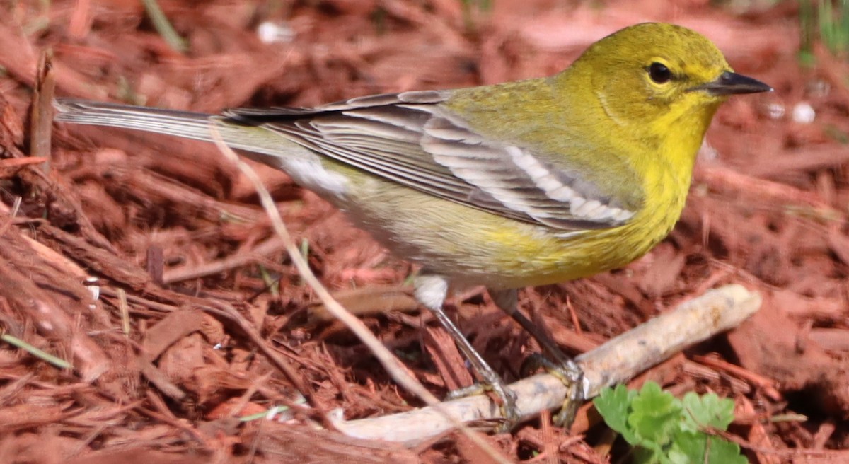 Pine Warbler - Meg Kolodick