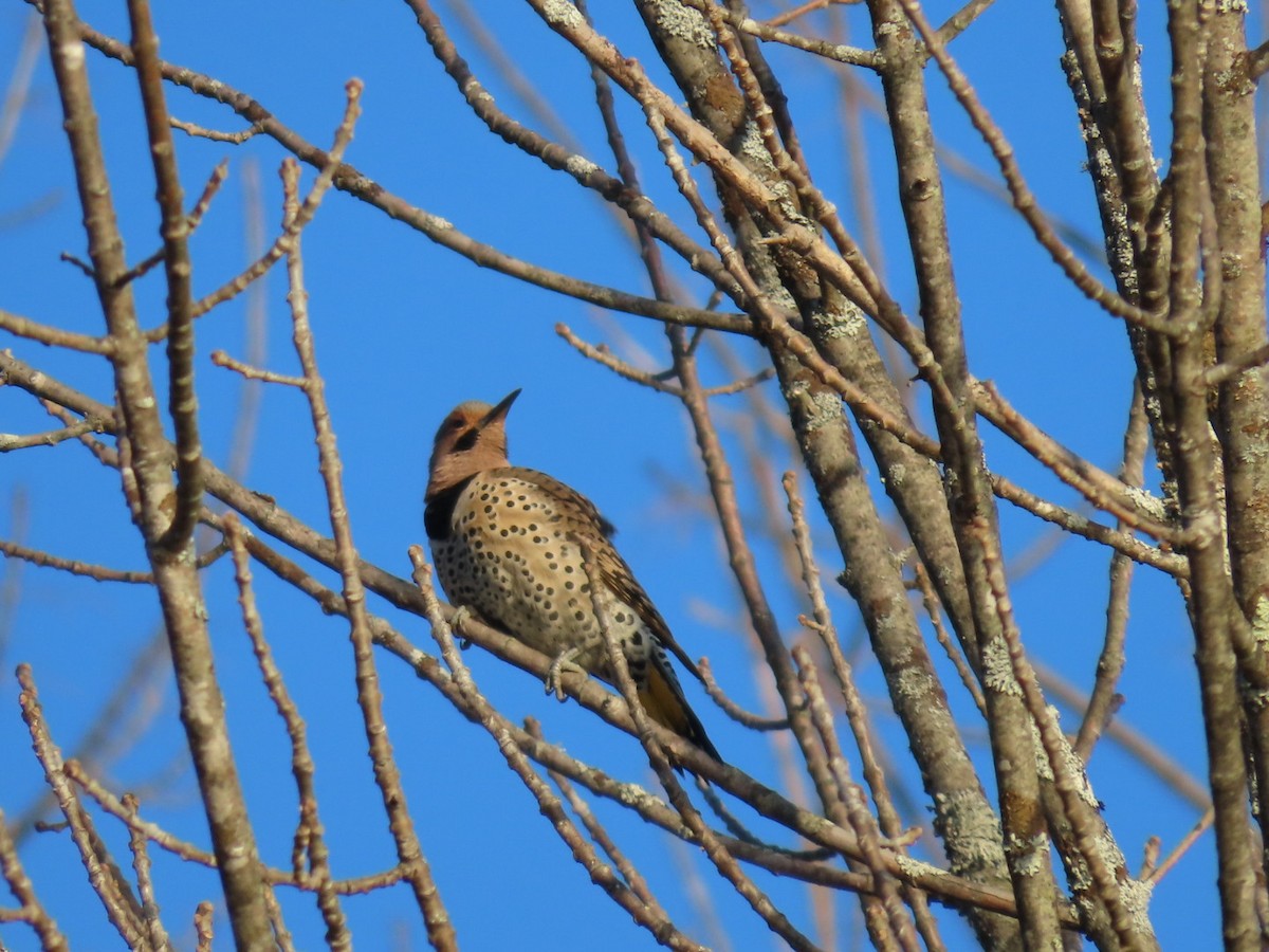 Northern Flicker - ML558038311