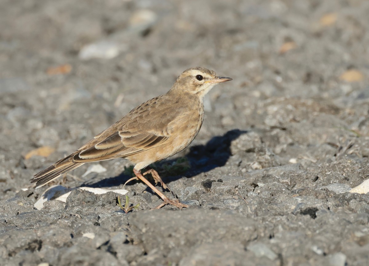 Plain-backed Pipit - ML558038561