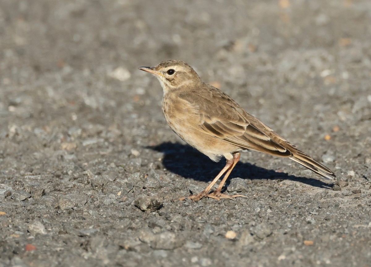 Plain-backed Pipit - Garret Skead