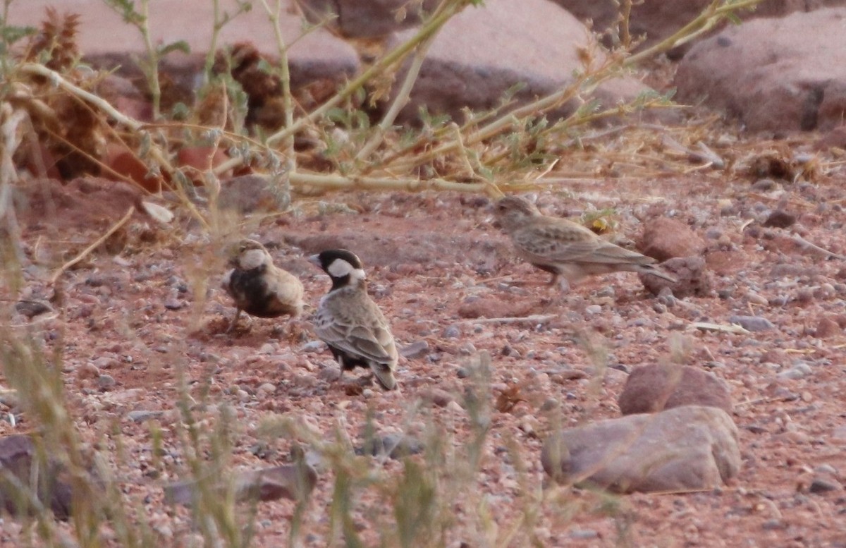 Gray-backed Sparrow-Lark - pedro maia