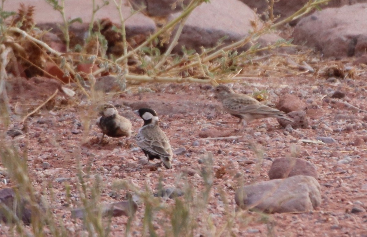 Gray-backed Sparrow-Lark - ML558039601