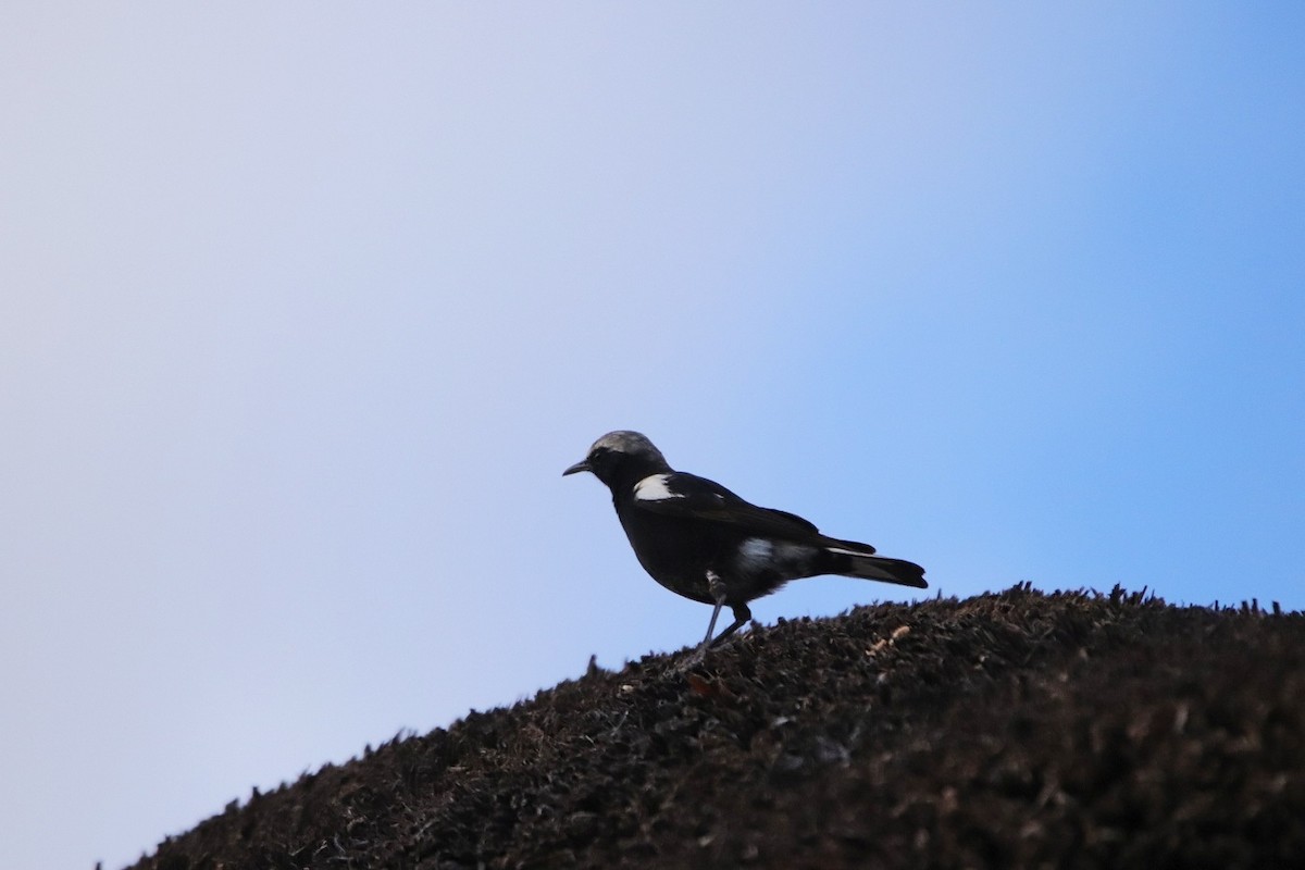 Mountain Wheatear - ML558039651