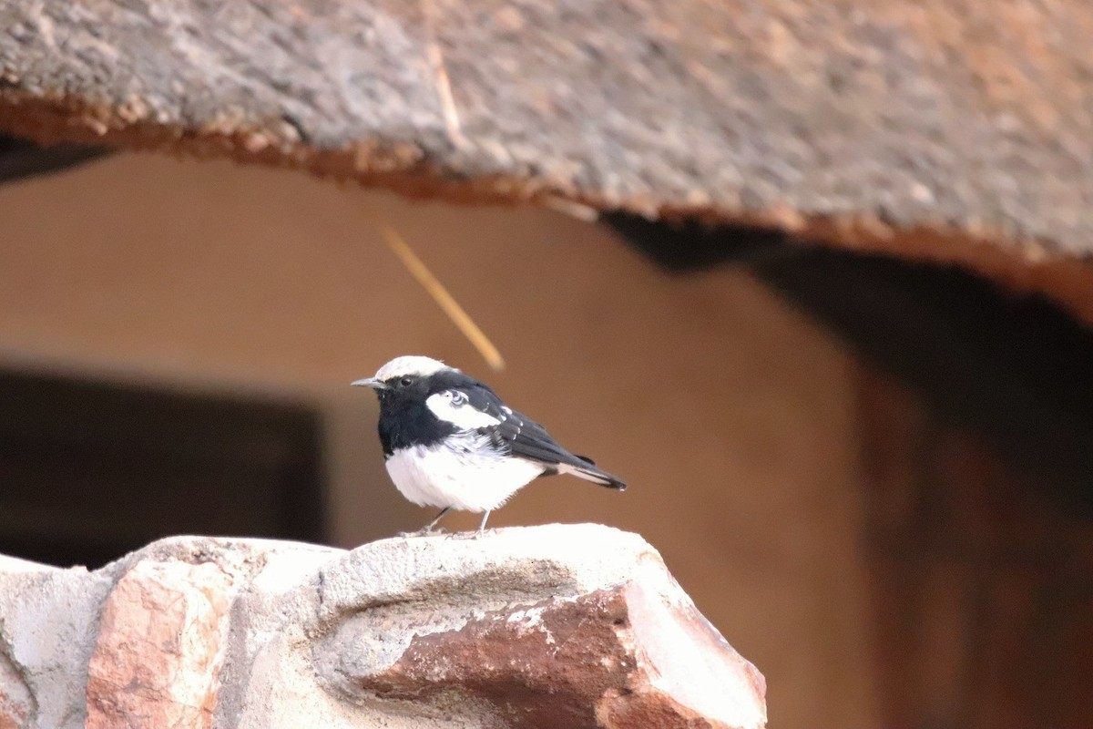 Mountain Wheatear - ML558039781