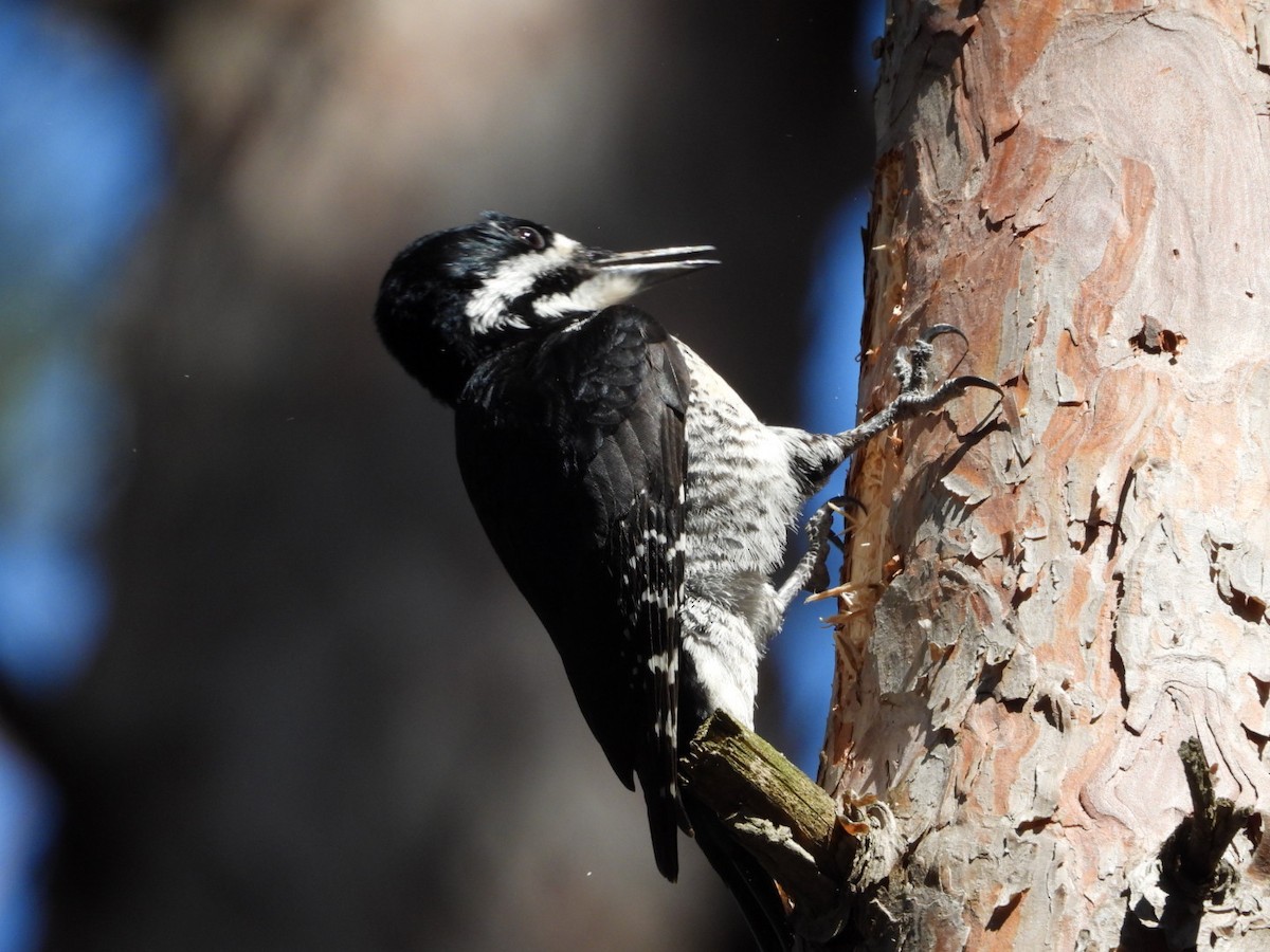 Black-backed Woodpecker - ML558039891