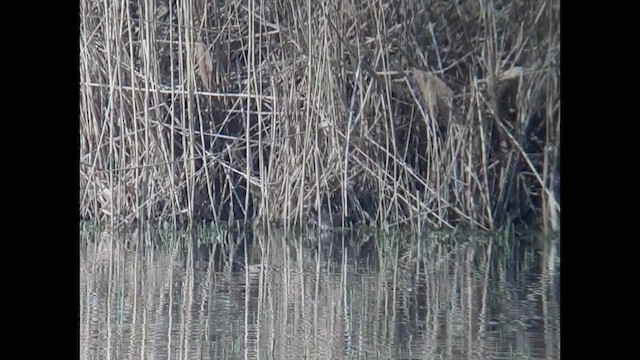 Spotted Crake - ML558040051