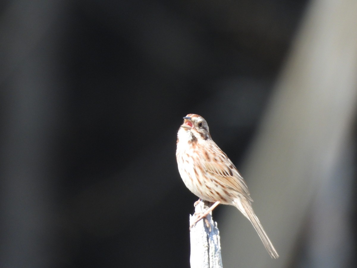 Song Sparrow - ML558040141