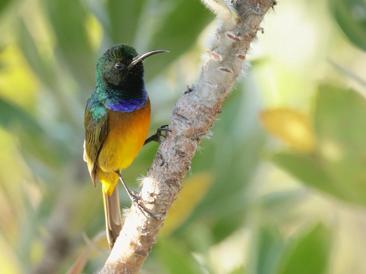 Orange-breasted Sunbird - Garret Skead