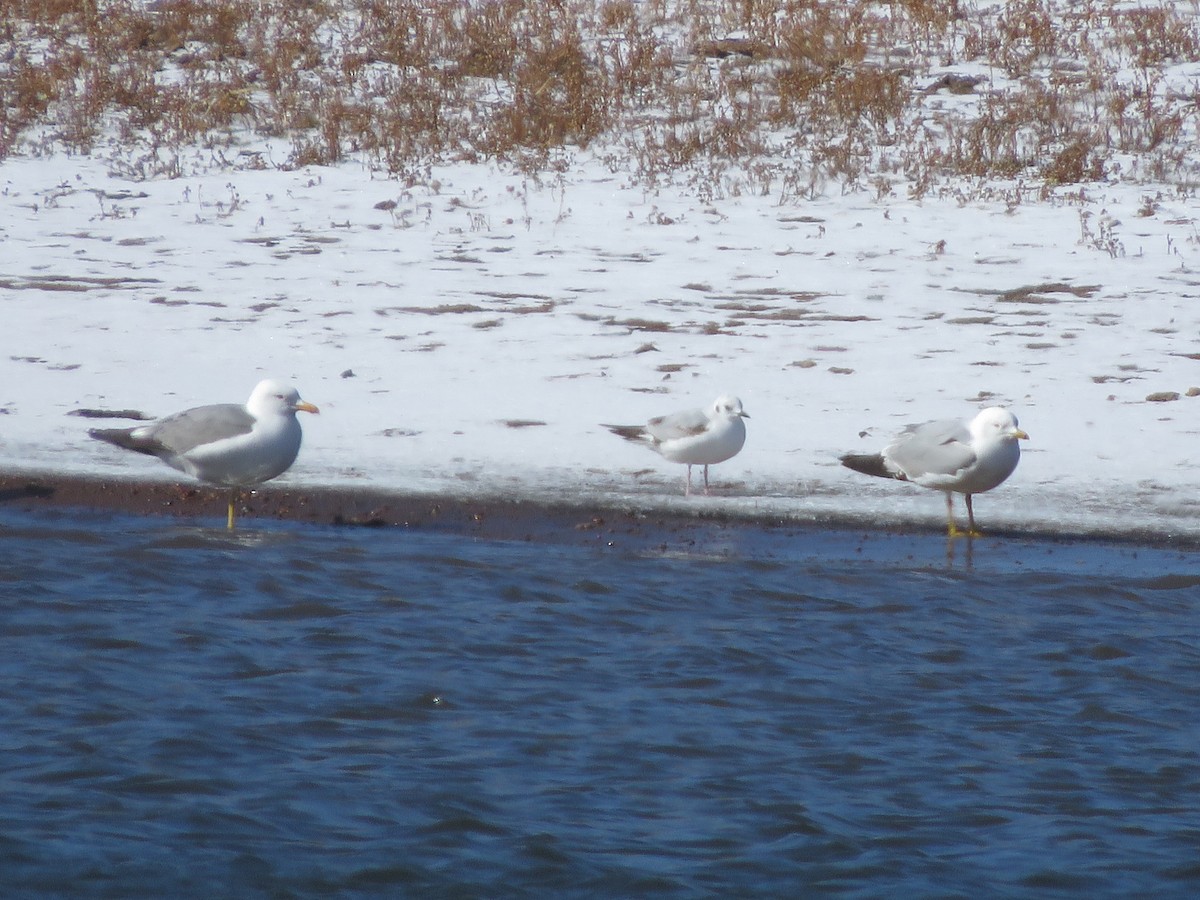Gabbiano di Bonaparte - ML558041421