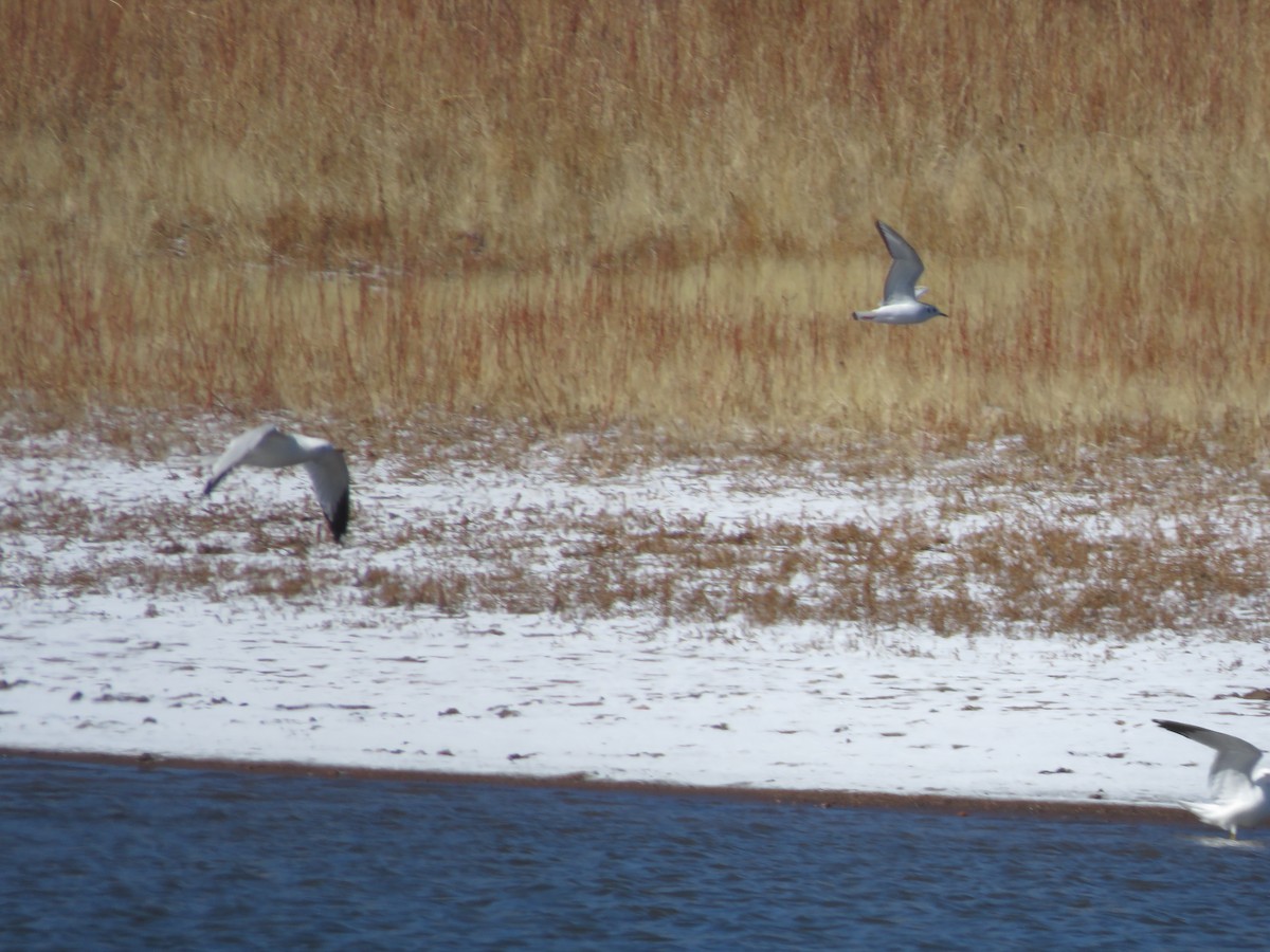 Gabbiano di Bonaparte - ML558041591