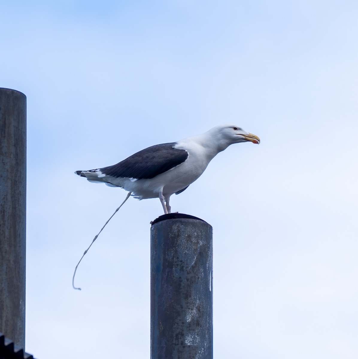 Great Black-backed Gull - ML558042361