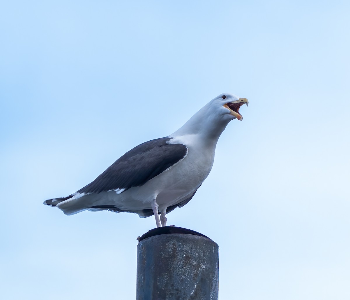 Great Black-backed Gull - ML558042391