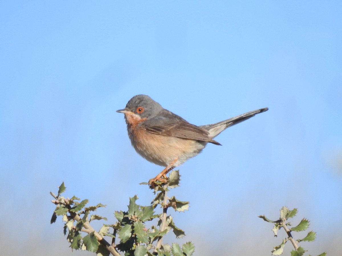 Western Subalpine Warbler - ML558042411