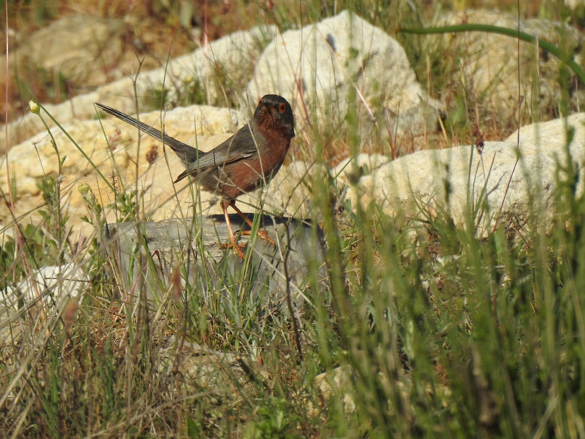 Dartford Warbler - ML558042821