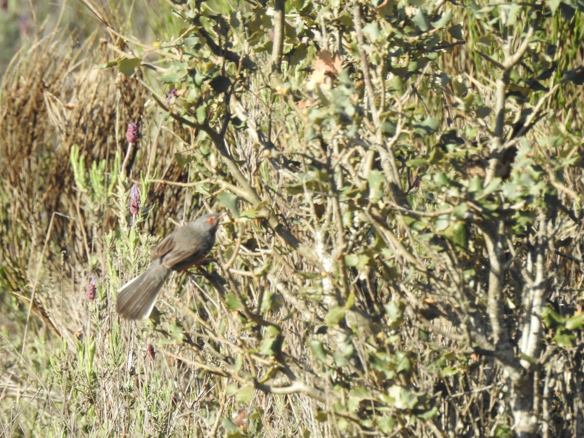 Dartford Warbler - ML558042831