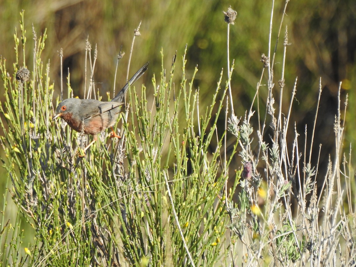 Dartford Warbler - ML558042841