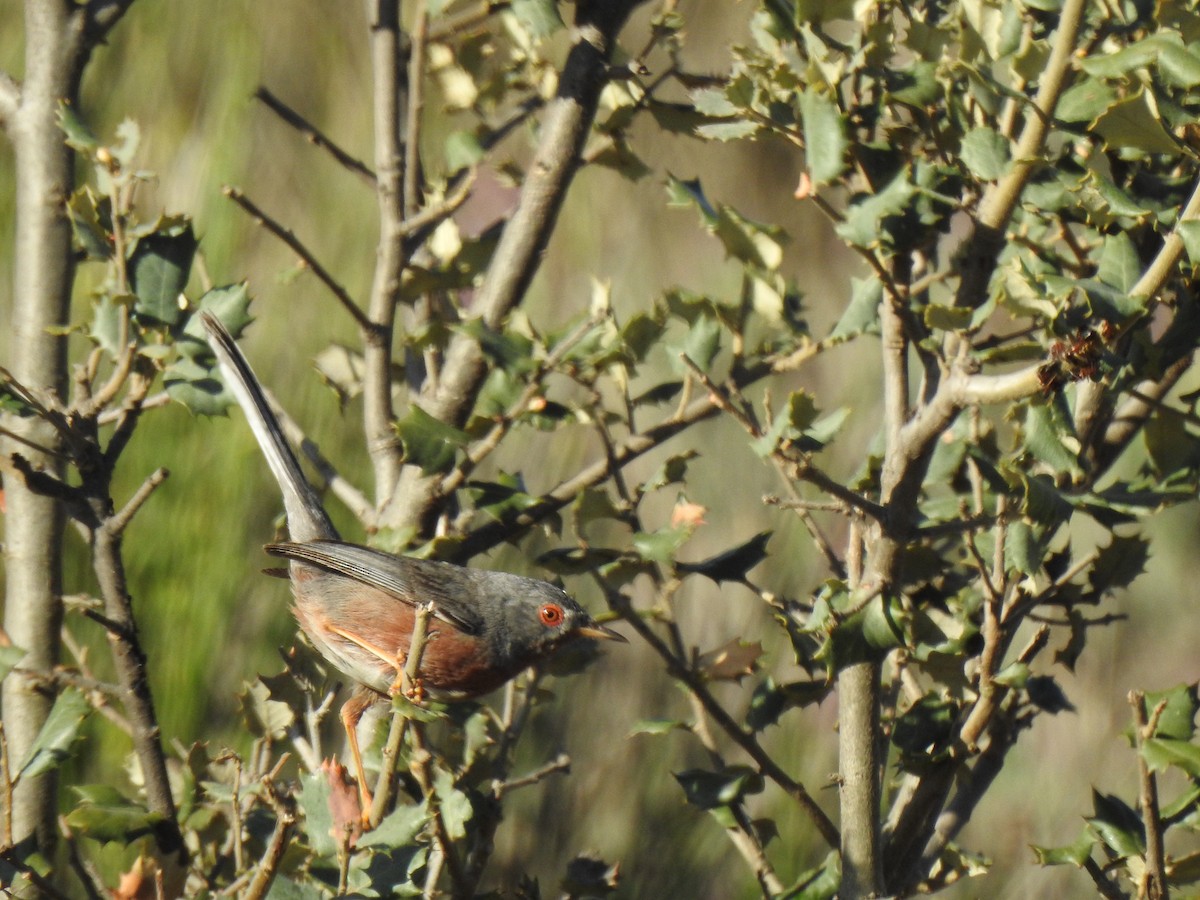 Dartford Warbler - ML558042851